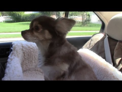 >> Unboxing: Dog Hammock and Car Seat accessory Tour Video <<