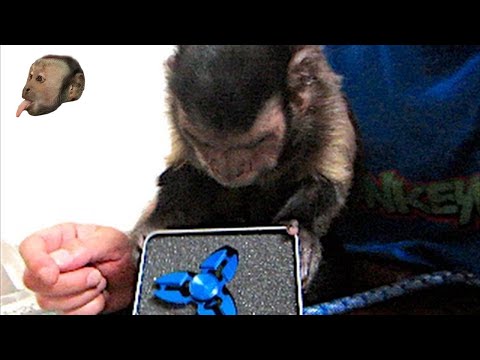 Monkey Fidget Spinner UnBoxing & Review